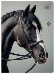 Zeszyt A5 32# UV Wild Horses 5902277366573 (1).jpg