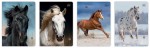 Zeszyt A5 16 kolorowa 3= UV Wild Horses 5902277366450.jpg