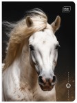 Zeszyt A5 16 kolorowa 3= UV Wild Horses 5902277366450 (2).jpg